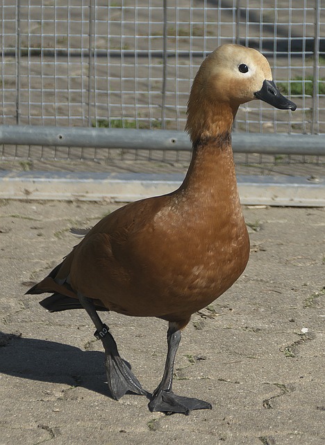 独行侠与公